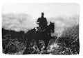 Cattleman Kitchen Towel