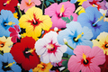 Colorful Hibiscus Fantasy  Paint by Numbers Kit