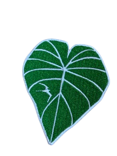 Kalo Light Green