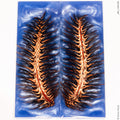 Stabilized pine cone hybrid panels